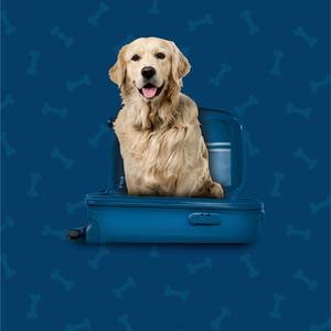 Pet Friendly ILUNION San Mamés Hotel Bilbao